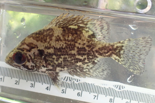 Shadow bass (Ambloplites ariommus) — Centrarchidae — 3