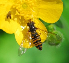 Glyphipterix simpliciella