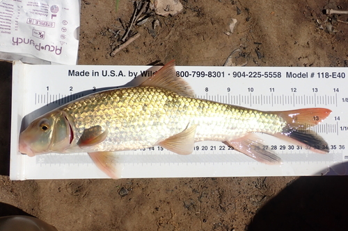Blacktail Redhorse