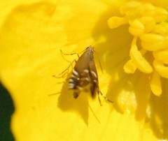 Glyphipterix simpliciella