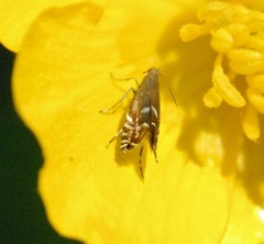 Glyphipterix simpliciella