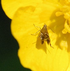 Glyphipterix simpliciella