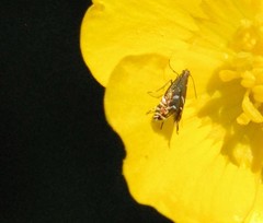 Glyphipterix simpliciella