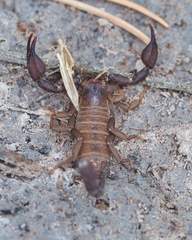 Pseudouroctonus brysoni