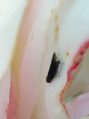 Scaphytopius loricatus