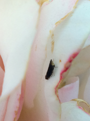 Scaphytopius loricatus