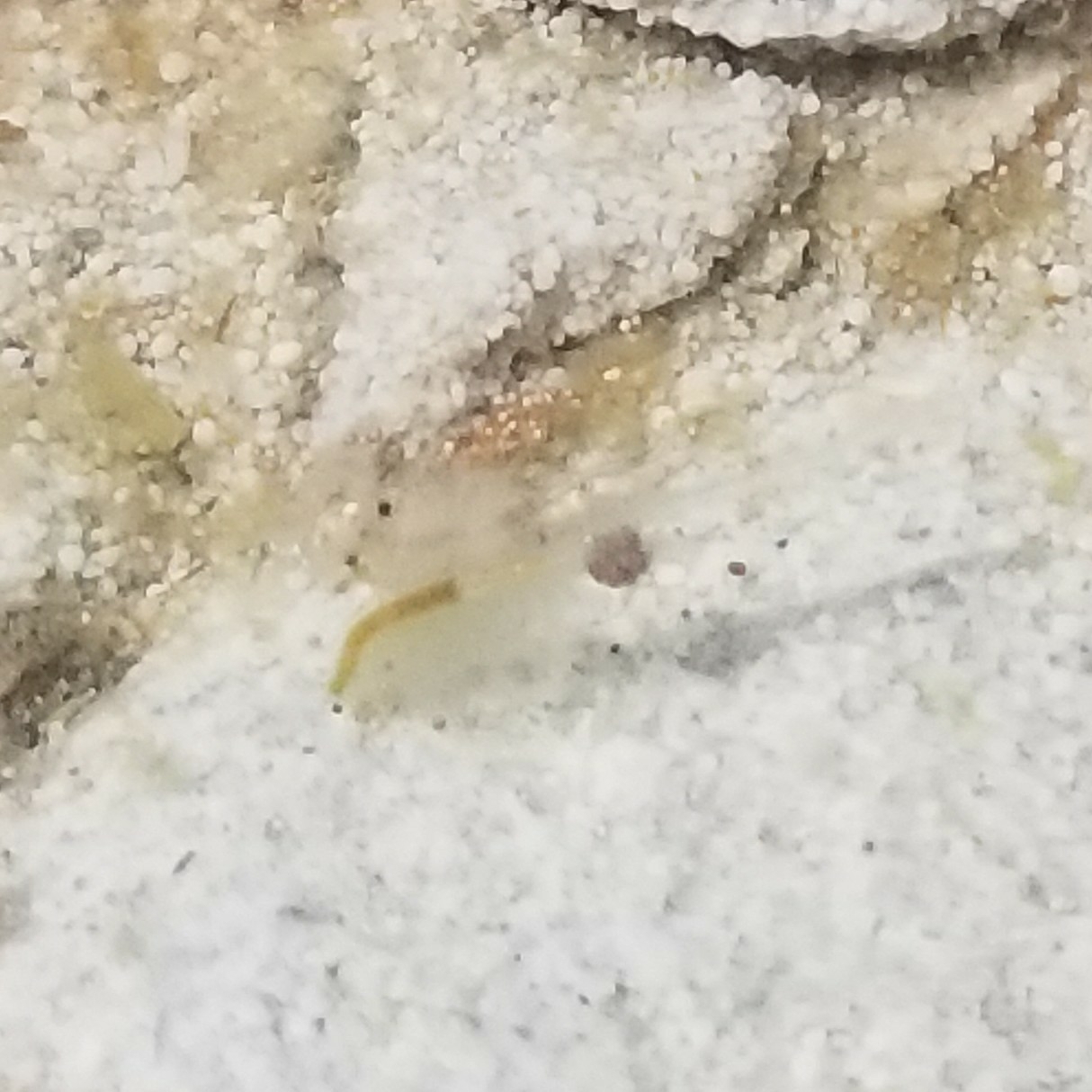 Artemia monica Verrill, 1869