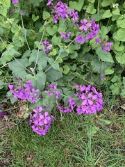 Lunaria annua