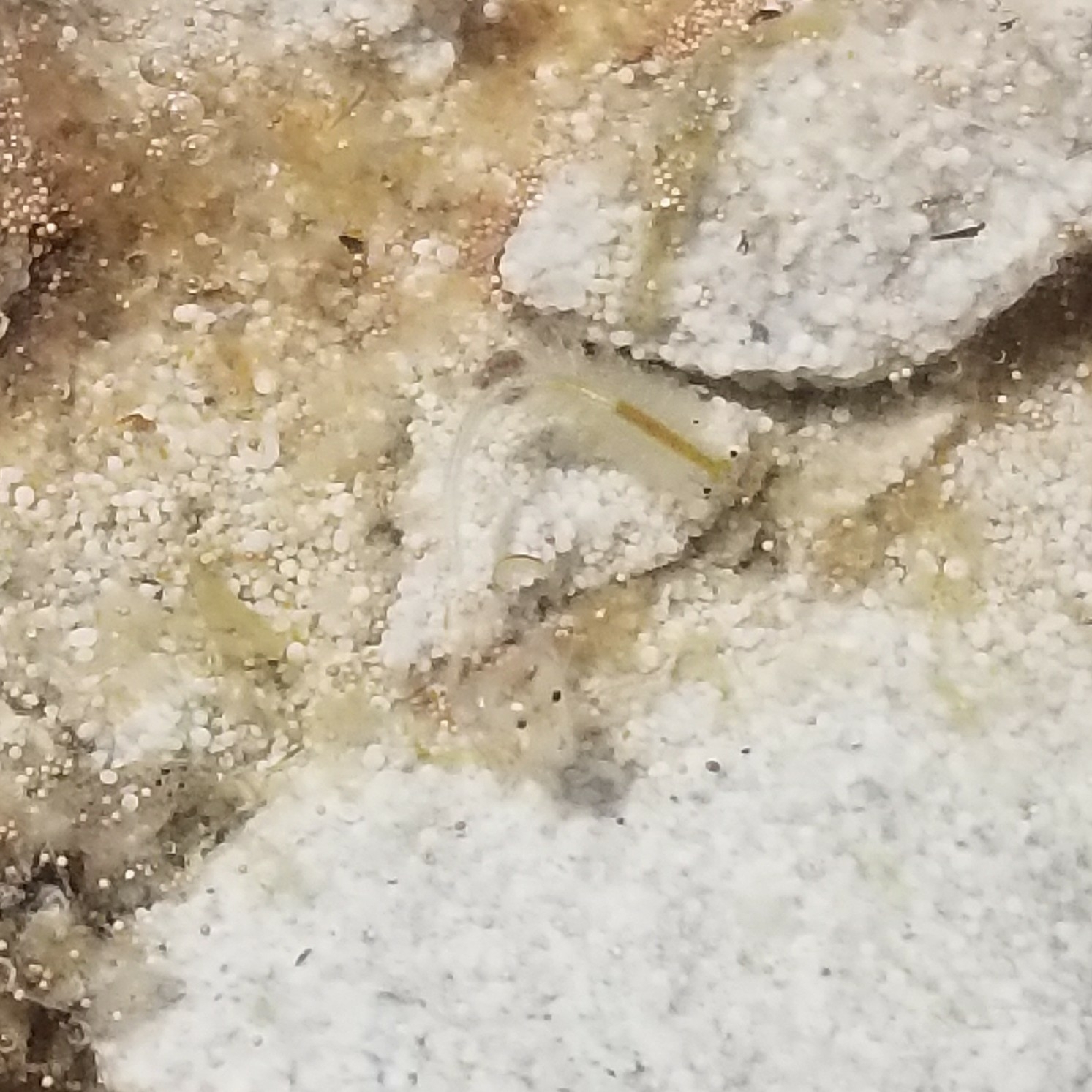 Artemia monica Verrill, 1869