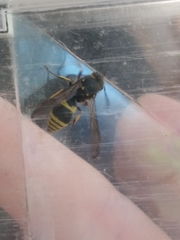 Ancistrocerus parietum