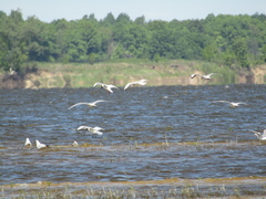 Chroicocephalus ridibundus