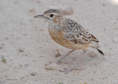 Chersomanes albofasciata