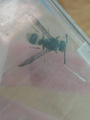 Ancistrocerus parietum