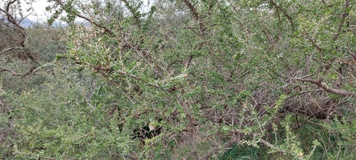 Schinus fasciculata, photograph 3