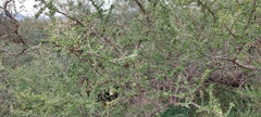 Schinus fasciculata, photograph Lauu, CC BY, iNaturalist via GBIF