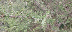 Schinus fasciculata, photograph Lauu, CC BY, iNaturalist via GBIF