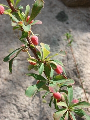 Berberis sibirica