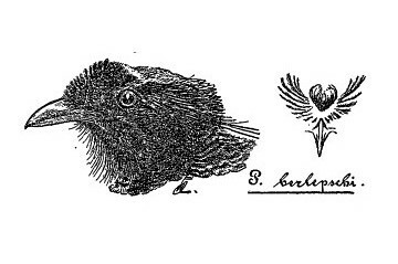 Bronze Parotia illustration
