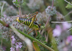 Poecilimon cretensis