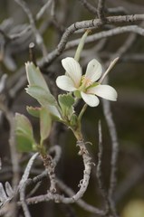 Geranium cuneatum