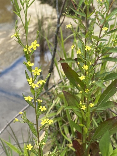 Linum striatum iNat (2)