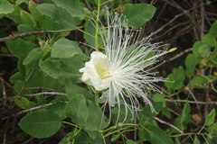 Capparis sandwichiana