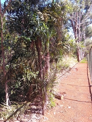 Syagrus flexuosa