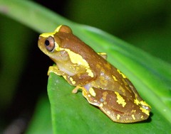 Dendropsophus sarayacuensis