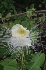 Capparis sandwichiana