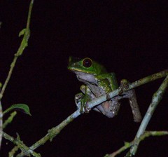 Phyllomedusa tarsius