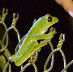 Phyllomedusa tarsius