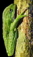 Phyllomedusa tarsius