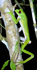 Phyllomedusa tarsius
