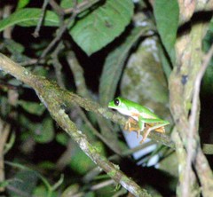 Callimedusa tomopterna