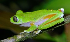 Agalychnis hulli