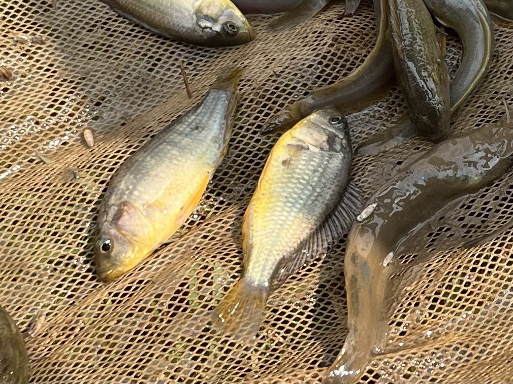 Alluaud's haplo (Astatoreochromis alluaudi) — Cichlidae