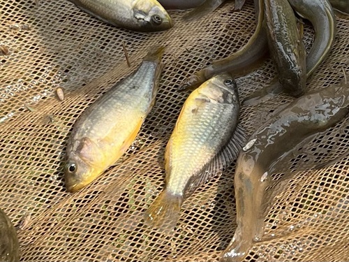 Alluaud's haplo (Astatoreochromis alluaudi) — Cichlidae