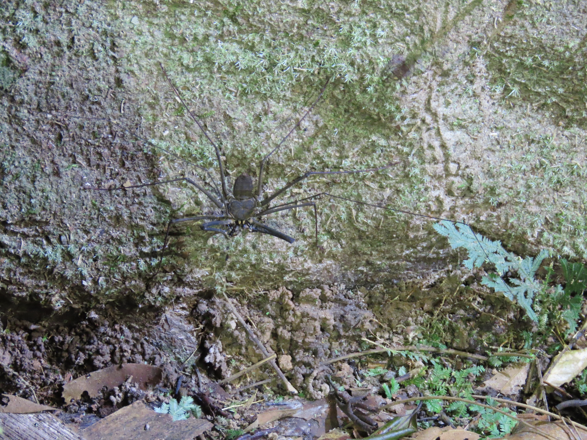 Heterophrynus batesii (Butler, 1873)
