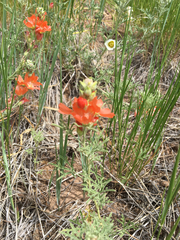 Sphaeralcea coccinea