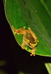 Dendropsophus sarayacuensis