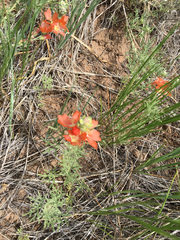 Sphaeralcea coccinea