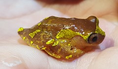 Dendropsophus sarayacuensis