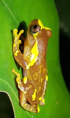 Dendropsophus sarayacuensis