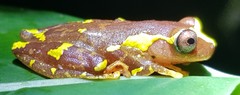 Dendropsophus sarayacuensis