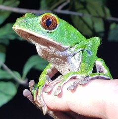 Phyllomedusa tarsius