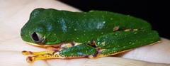 Callimedusa tomopterna