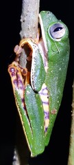 Callimedusa tomopterna