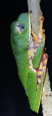 Callimedusa tomopterna