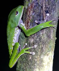 Phyllomedusa tarsius