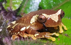 Dendropsophus sarayacuensis